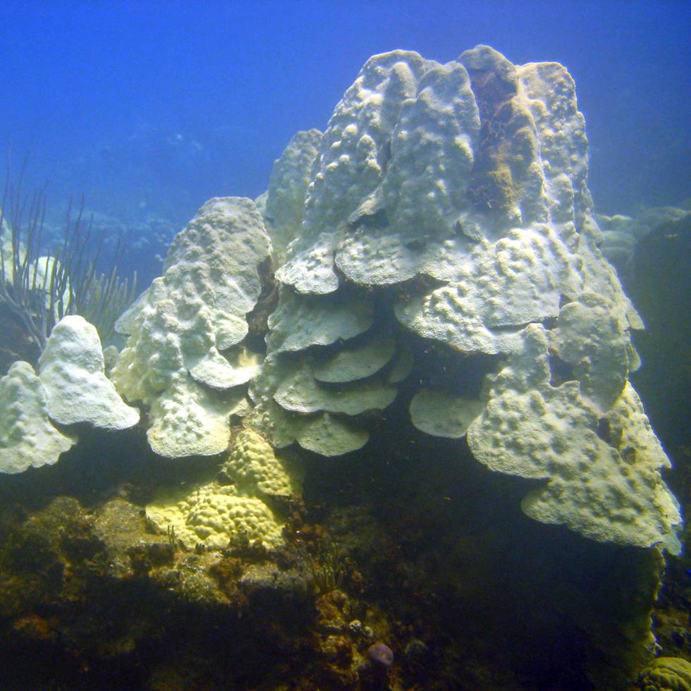 Después de crecer lo suficiente en el laboratorio, los corales se injertan en un esqueleto de coral impreso en 3D y energizado eléctricamente para promover su desarrollo.