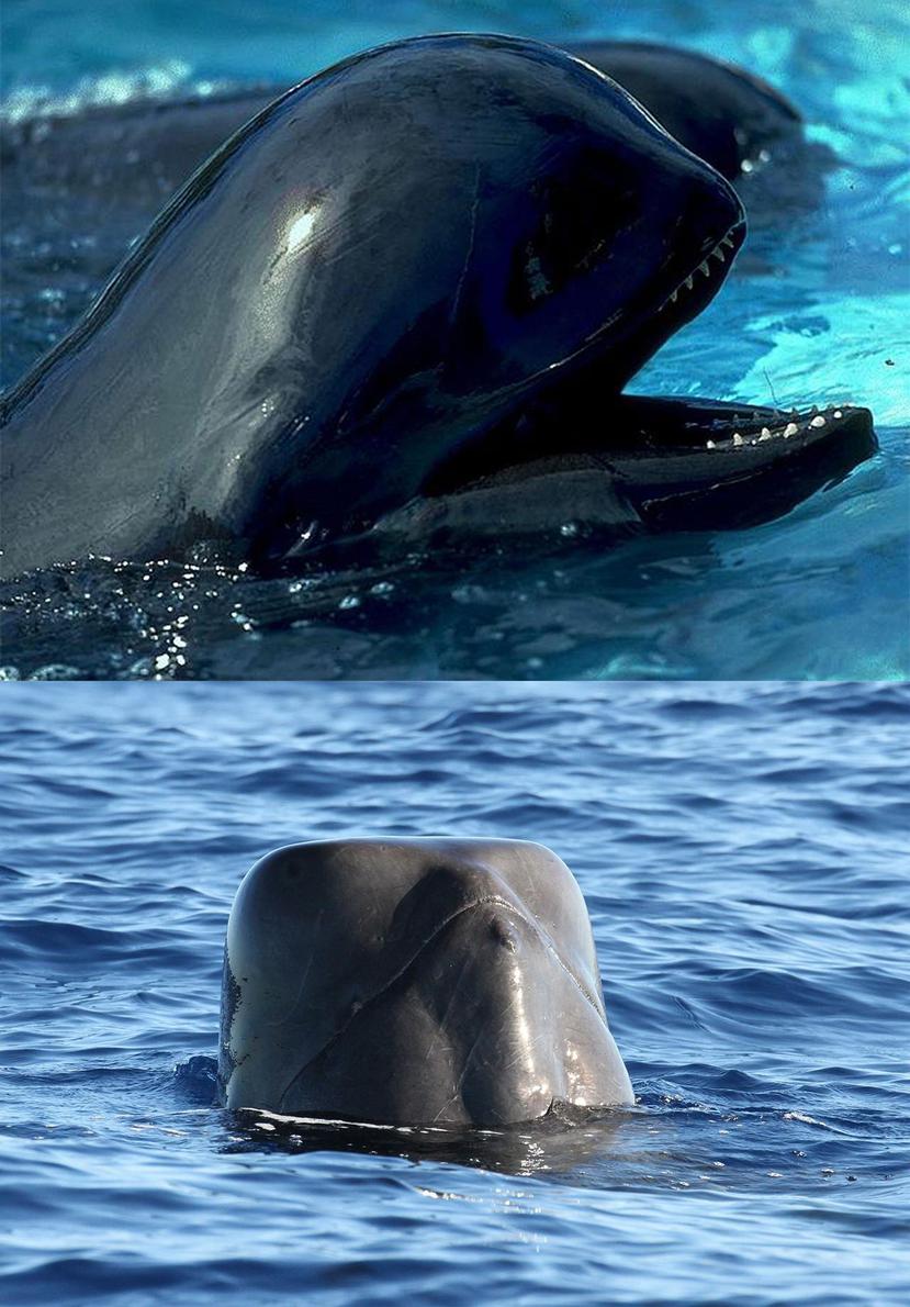 Arriba, un delfín del grupo Shiho (cabeza redonda). El de la izquierda pertenece a la subespecie Naisa (cabeza cuadrada). (Suministrada)