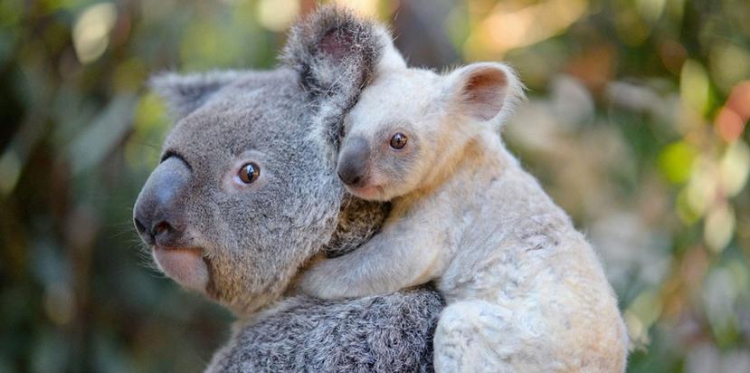 El koala no es un animal albino sino que tiene un "gen plateado", probablemente heredado de su madre, Tia. (Captura / Twitter @Australia)