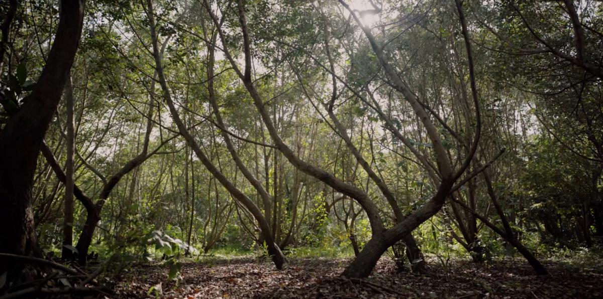 Ciénaga las Cucharillas en Cataño: la reserva natural que sobrevivió a la basura