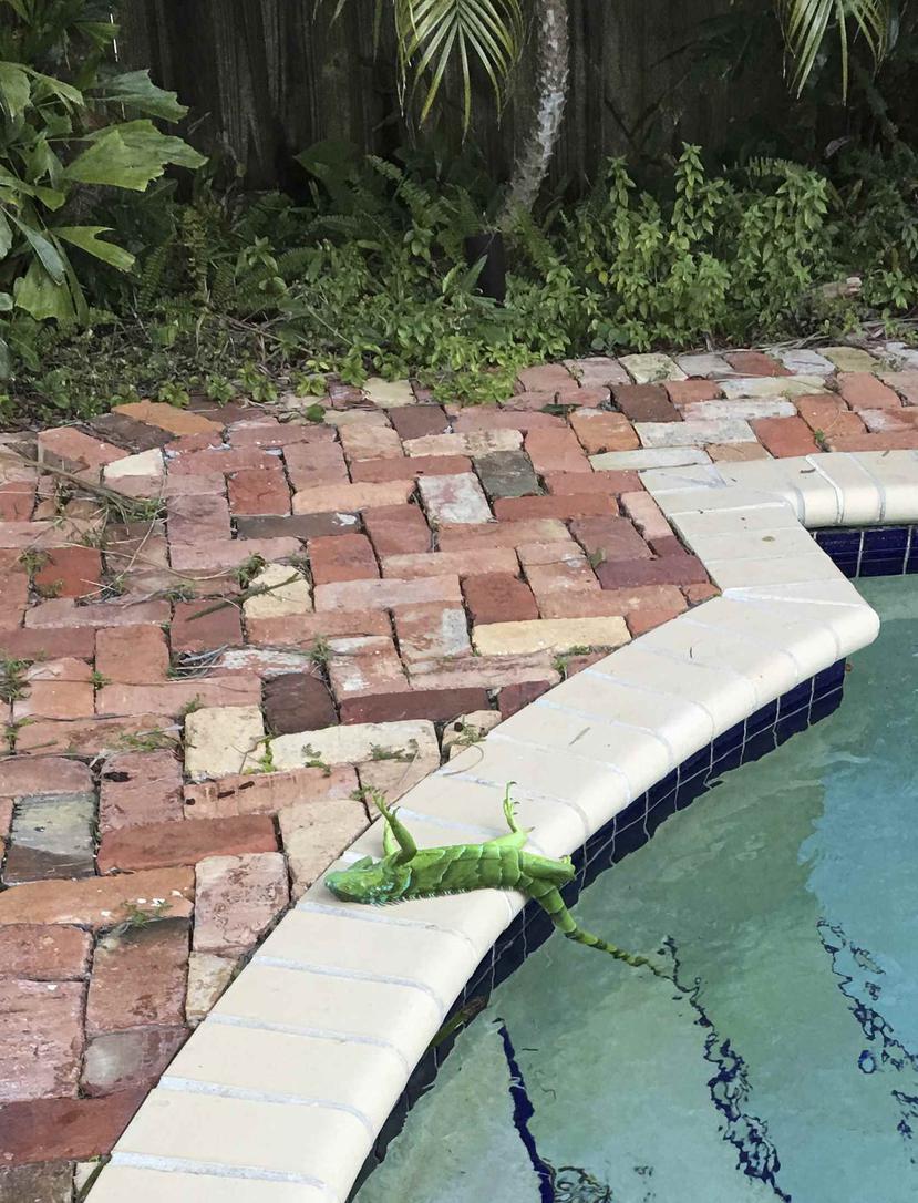 El columnista del Palm Beach Post Frank Cerabino colocó en Twitter una foto de una iguana yaciendo bocarriba junto a su piscina. (AP)