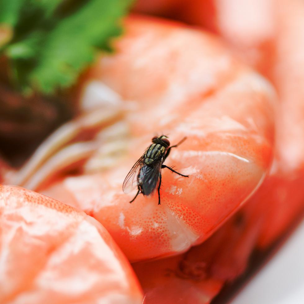 Las dimensiones de una mosca, que van de los 6 a 7 milímetros (mm), no permiten que puedas notar el procedimiento que lleva a cabo cuando se alimenta de tu comida.