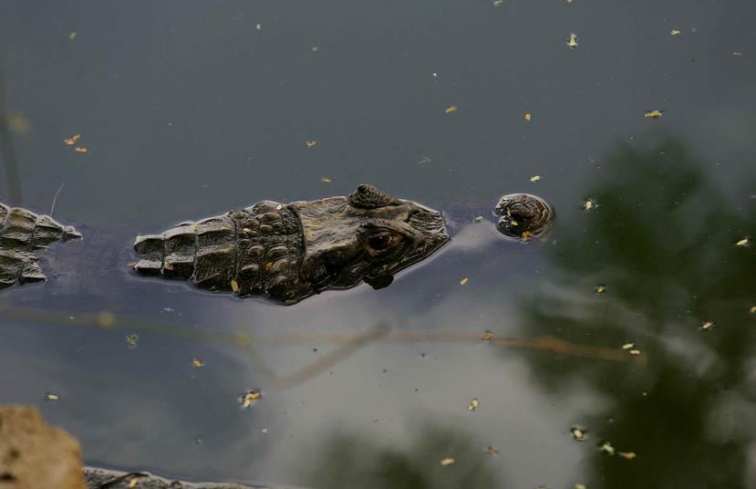 En los 67 condados de Florida existen caimanes, por lo que no es extraño que la gente se los tope, a veces con resultados fatales. (GFR Media)