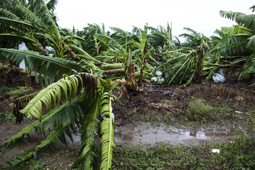 Siembras de plátano en Yauco se inundan tras las fuertes lluvias de la tormenta tropical Isaías.