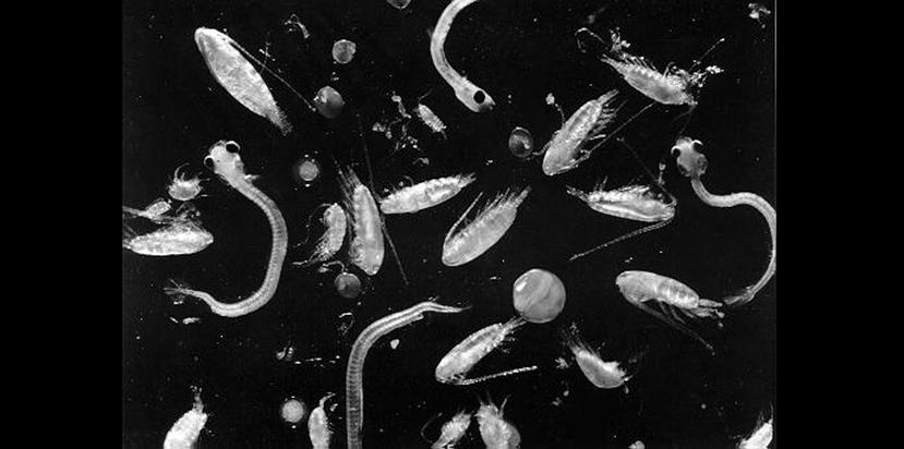 En los mares habitan la mayor parte de las formas de vida del planeta, los organismos microscópicos del plancton marino. (Noaa / Jerry Prezioso)