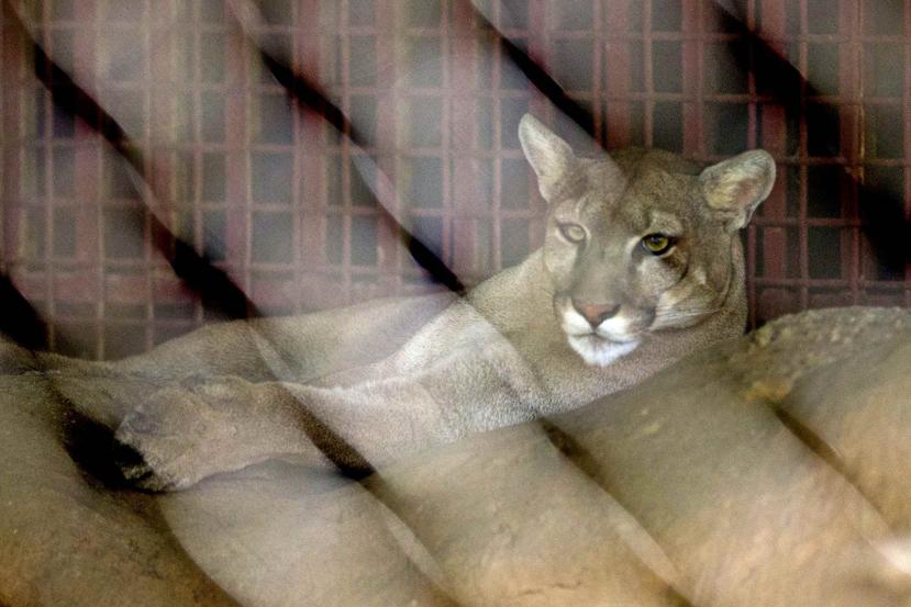 Esta es la más reciente muerte de un animal en el zoológico. (Archivo/GFR Media)