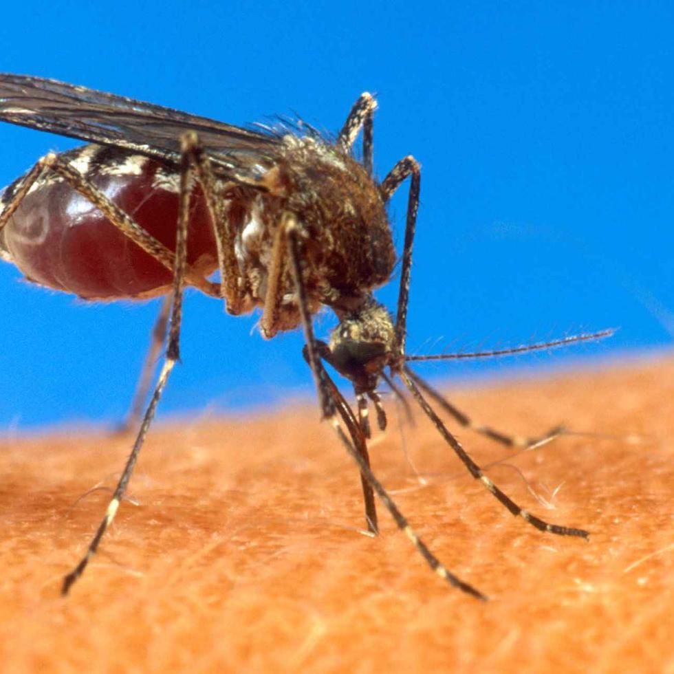 El mosquito Aedes aegypti transmite el virus que causa el dengue y el chikungunya.