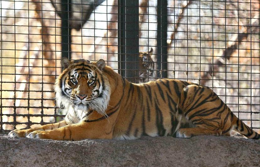 Sanjiv, un tigre de Sumatra, en el Zoo de Topeka en Topeka, Kansas. (The Topeka Capital-Journal via AP)