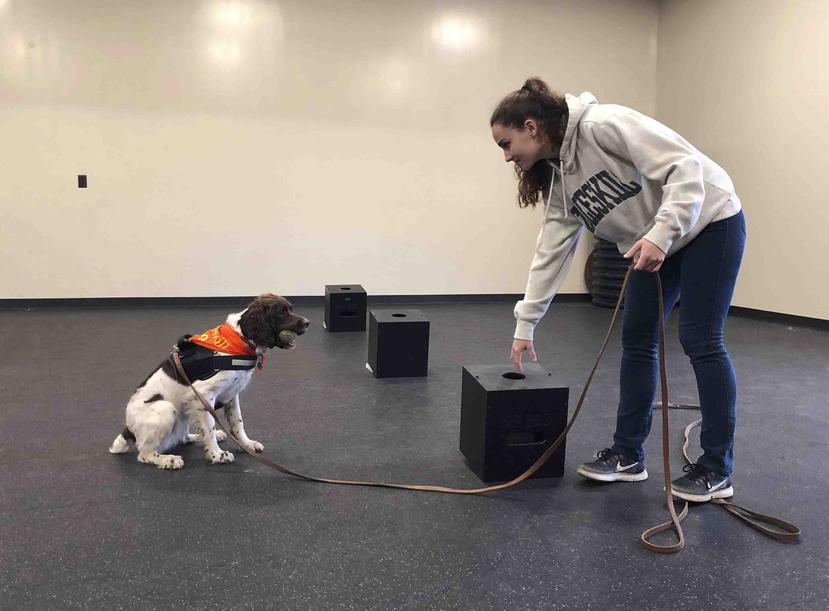 En esta fotografía del 7 de mayo de 2019, la estudiante Jessie Show trabaja con Luna, una springer spaniel a la que ha entrenado para detectar moho, en la Universidad Estatal de Nueva York en Cobleskill. (AP)
