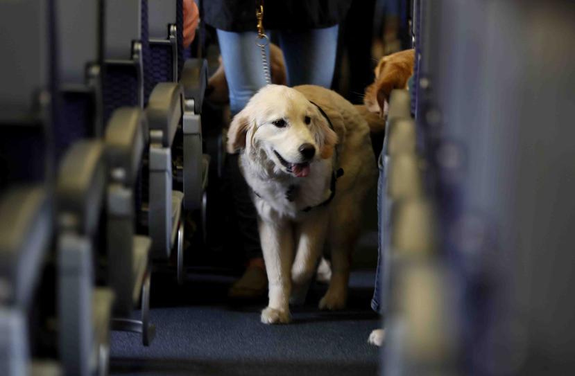 Un perro de servicio dentro de un avión en el aeropuerto internacional de Newark. (AP)
