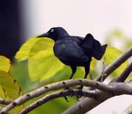 Es la primera vez que se observa a un ave de Puerto Rico, como el mozambique o chango, exhibir una conducta de autounción. (GFR Media)