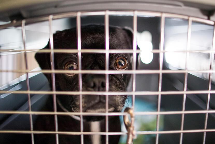 Esta perrita, llamada Evita, fue uno de los canes que lograron salir de Puerto Rico con la ayuda del albergue de animales El Faro.