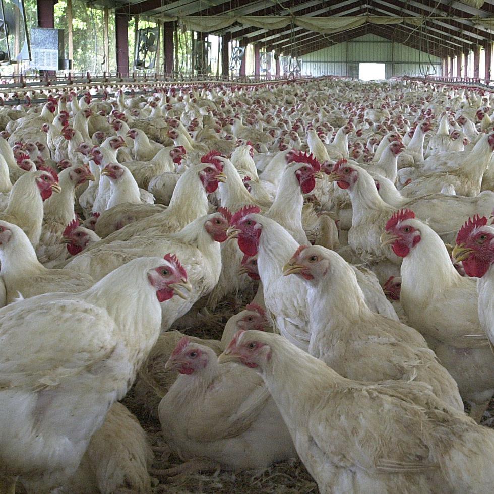 Para reabrir la planta procesadora de pollos se requiere una inversión que rondaría los $40 millones y el Departamento de Agricultura está dispuesto a parear fondos para la reconstrucción de los ranchos de criadores de pollos.
