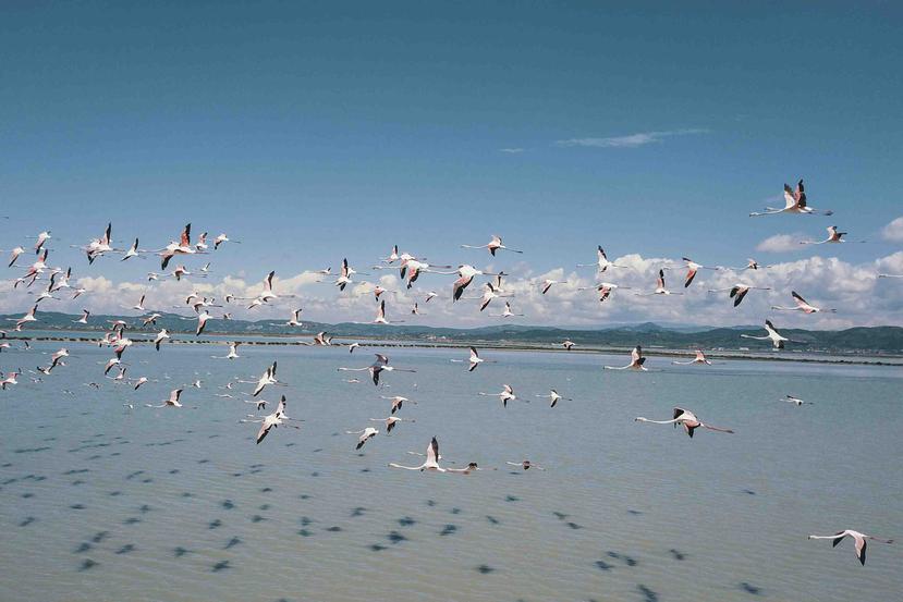 Flamencos volando en la laguna de Narta, unos 90 millas al suroeste de la capital albana, Tirana. (AP)