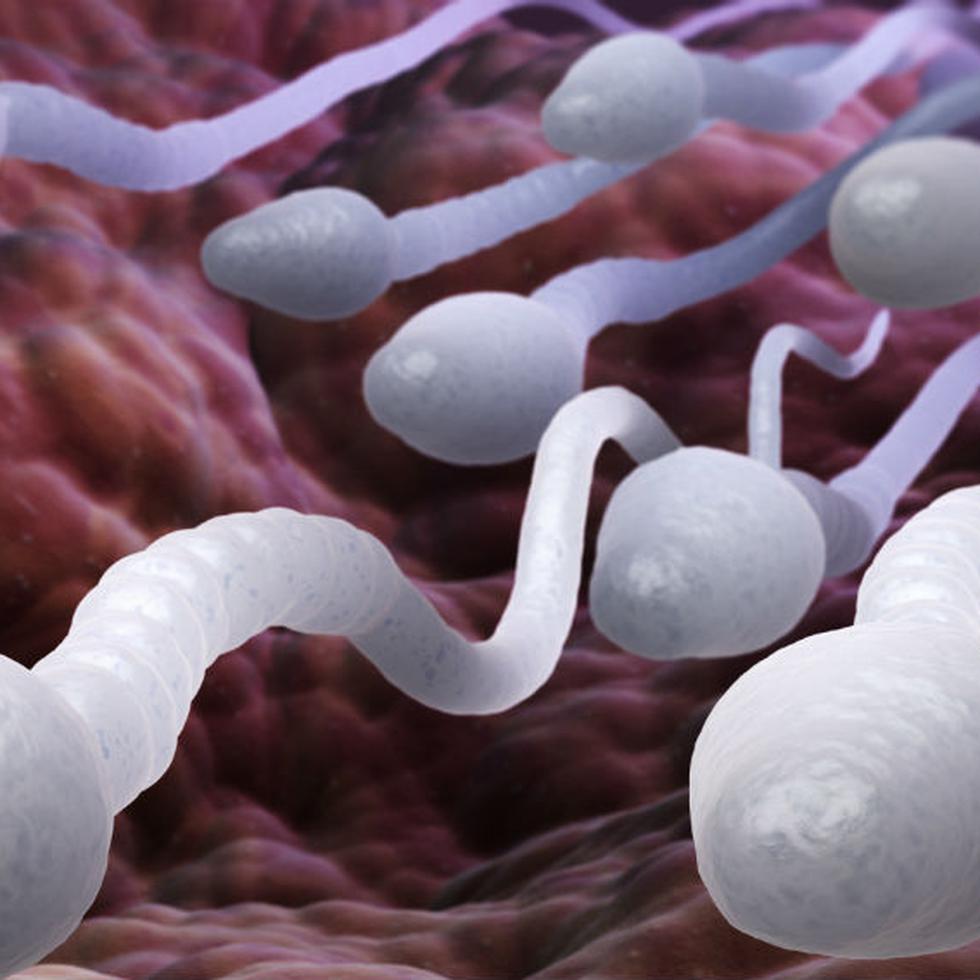Un procesoe conocido como NETosis, deteriora la calidad espermática si se presenta en los varones y también puede impactar de manera negativa la fertilidad en presencia de enfermedades de transmisión sexual en la mujer. (Shutterstock)