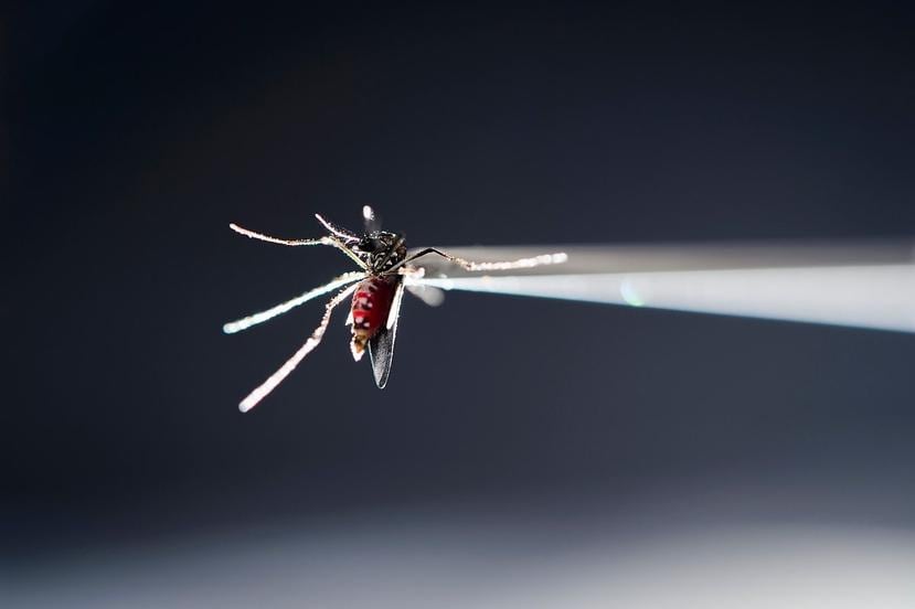 La enfermedad comenzó a propagarse masivamente en 2015 por América Latina y el Caribe por la picadura de mosquitos. (GFR Media/Archivo)