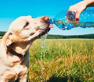 Los perros no sudan y para mantener su temperatura corporal, se acuestan en lugares frescos y debes asegurarte que  tengan acceso a agua limpia y fresca en todo momento.