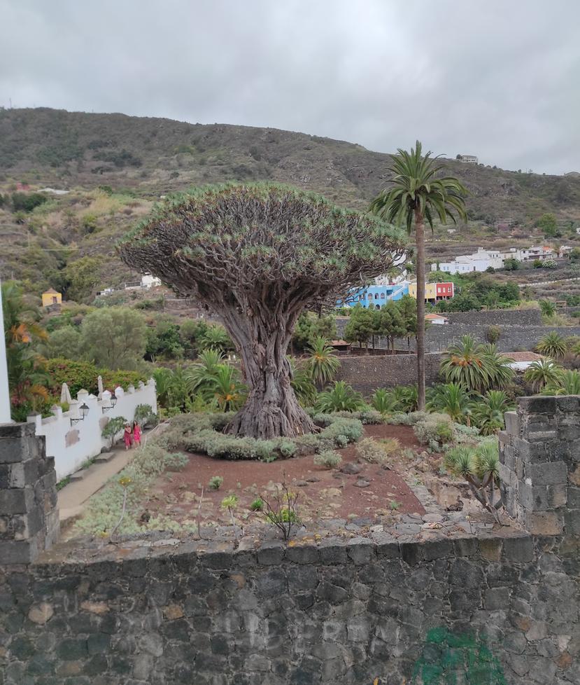 Este es el famoso Drago milenario de Icod de los Vinos, Tenerife, considerado el árbol más antiguo de su especie, entre 800 y 1000 años de antigüedad. Foto: EFE (Amalia González)
