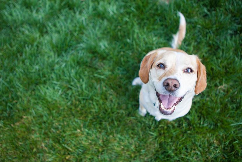 Estudian si los perros pueden detectar al coronavirus. (Shutterstock)