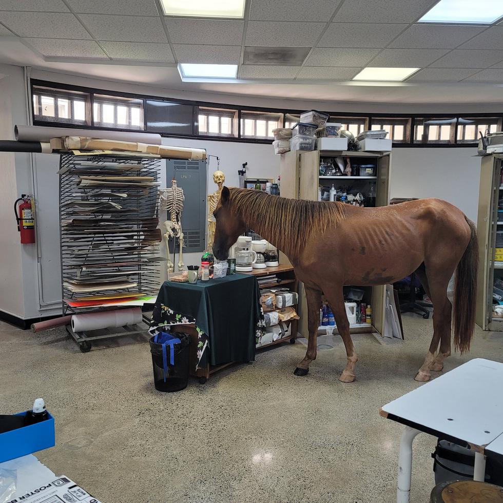 El caballo interrumpió un taller de arte en el RUM.