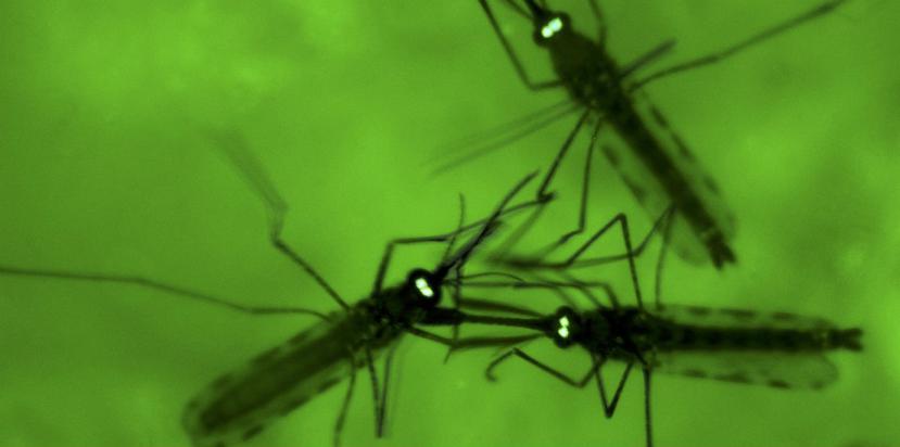 Es conocido que los mosquitos son portadores de enfermedades mortales como el Zika, Chikungunya o fiebre amarilla. (aAP)