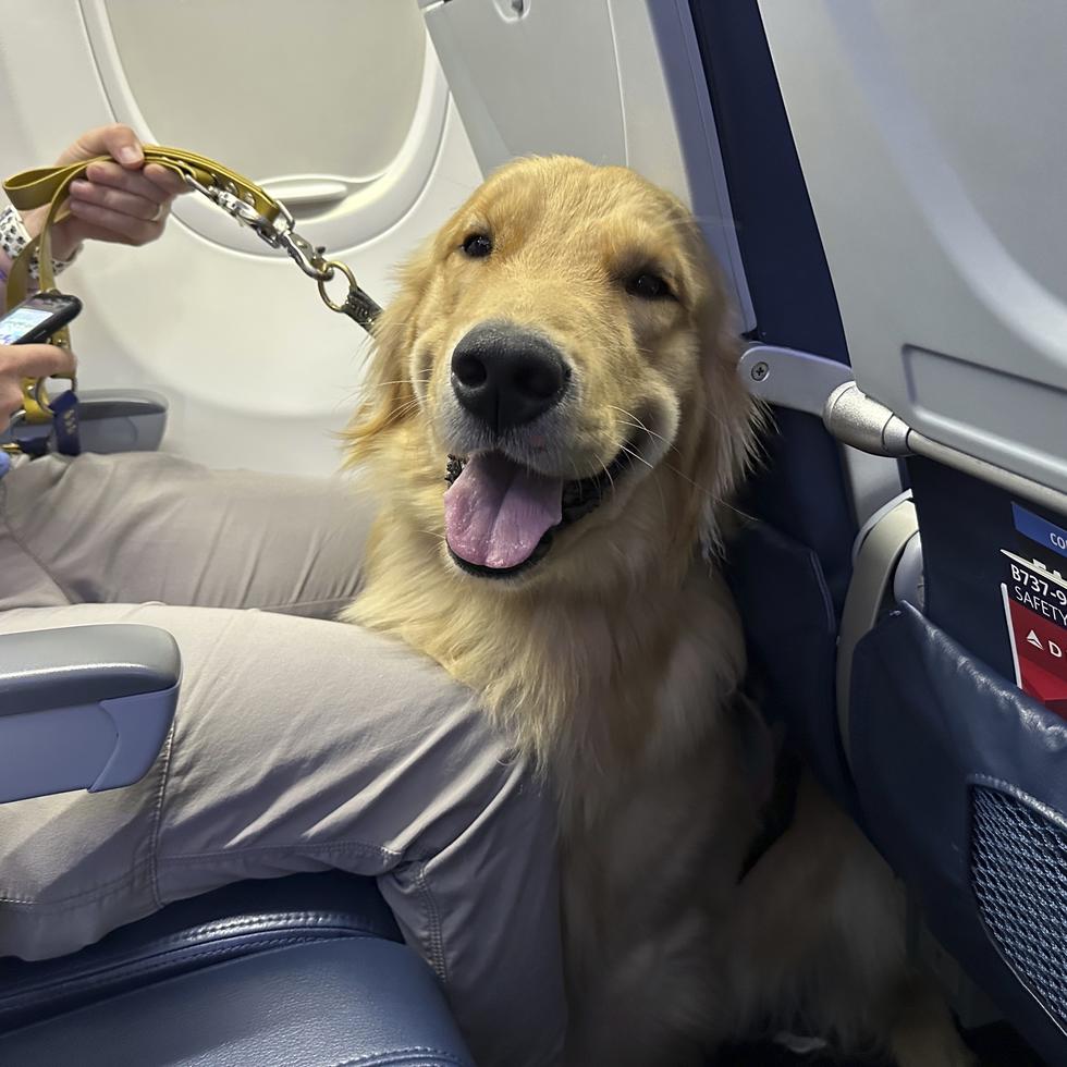 Un cachorro se sienta en un avión durante un ejercicio de entrenamiento en el aeropuerto metropolitano de Detroit.