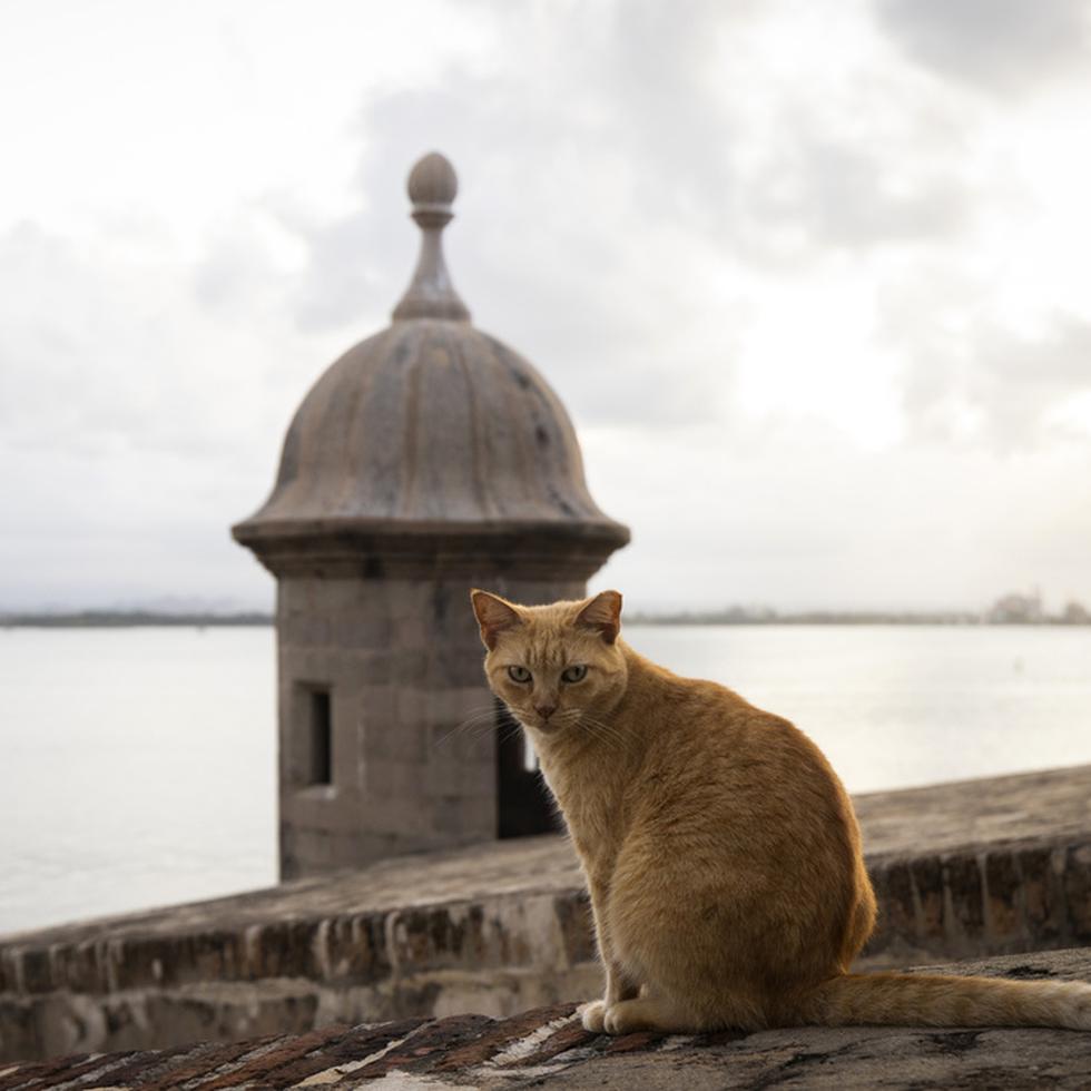 ARCHIVO - Un gato callejero sentado en un muro del Viejo San Juan, Puerto Rico, el miércoles 2 de noviembre de 2022. (AP Foto/Alejandro Granadillo, Archivo)
