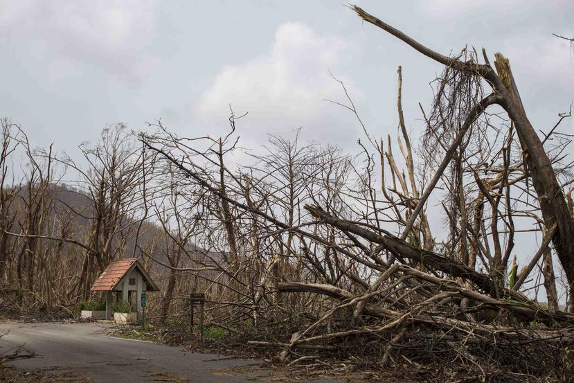 El bosque nacional El Yunque fue una de las zonas más afectadas tras el huracán María. (GFR Media)
