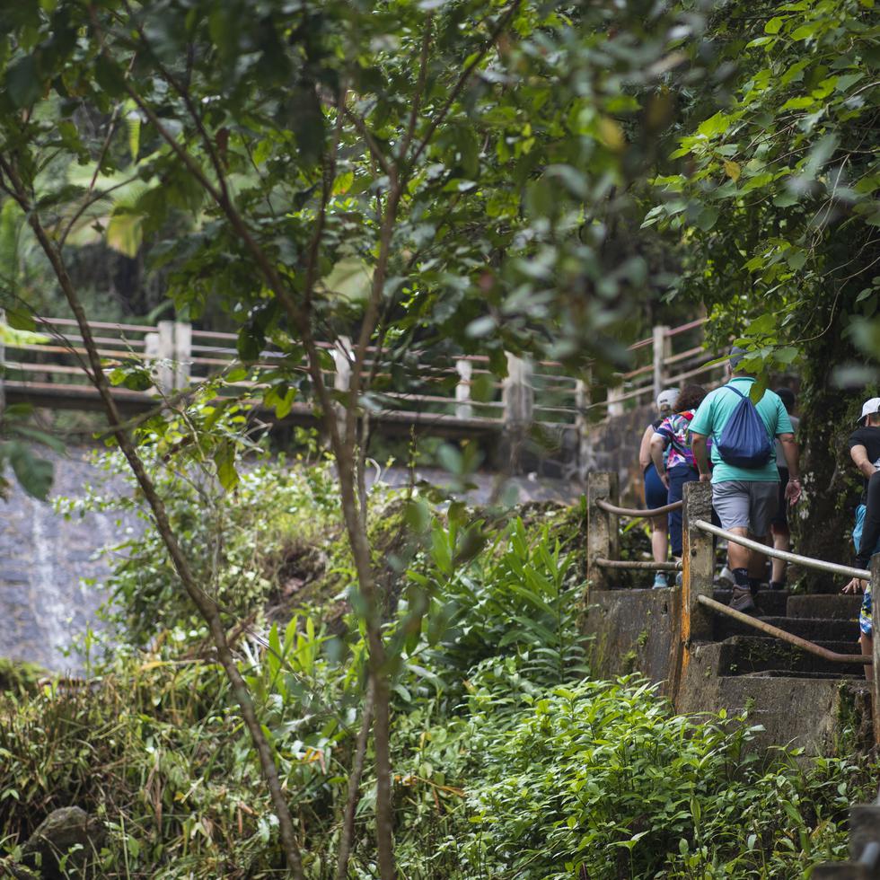 Las caminatas están diseñadas para conocer de cerca la fauna, flora e historia del bosque tropical lluvioso. 