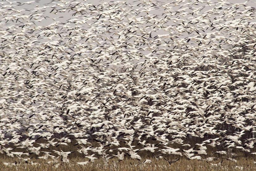Los miles de gansos de las nieves que murieron son aves migratorias. (GFR Media)