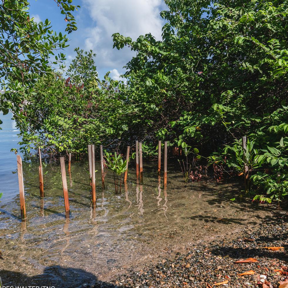 Durante sus 10 años de trabajo en Puerto Rico, The Nature Conservancy ha creado sólidas alianzas con organizaciones ambientales locales, como Protectores de Cuencas, así como con agencias locales y federales. (Imágenes por Christina Colondres, de TNC.)