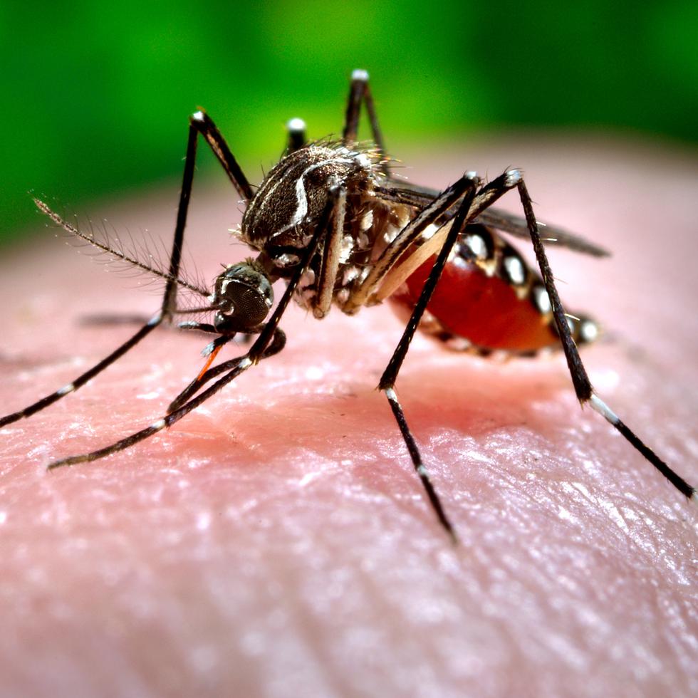 Los últimos datos publicados el domingo pasado por el Ministerio de Salud Pública indican que entre enero y agosto República Dominicana registró 5,145 casos probables de dengue, cerca de un 10 % más que en 2022, cuando se contabilizaron 4,716.