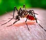 El virus del dengue y el zika es transmitido por el mosquito Aedes aegypti.