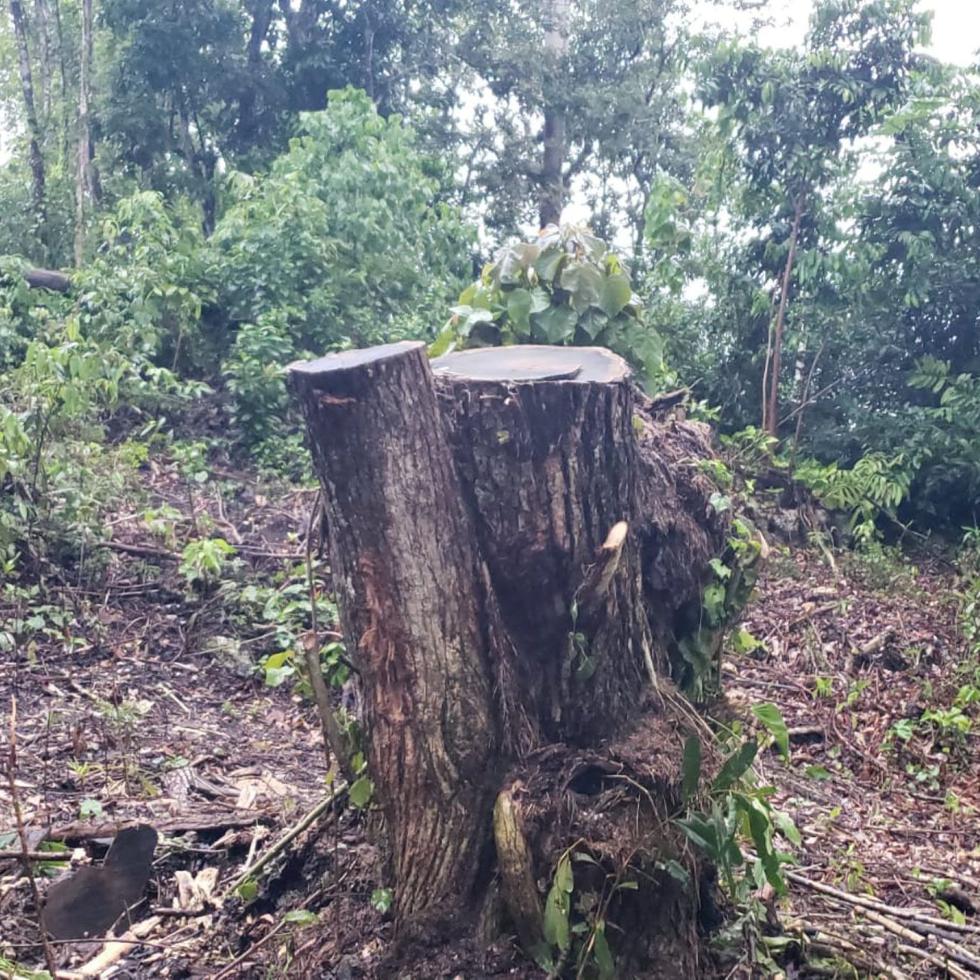 Ambientalistas tildan de irónico la tala de 9,925 árboles, pues ayudan a manejar las emisiones de dióxido de carbono, un gas que contribuye al calentamiento global, que tiene, a su vez, 
el efecto de potenciar la intensidad de los huracanes.