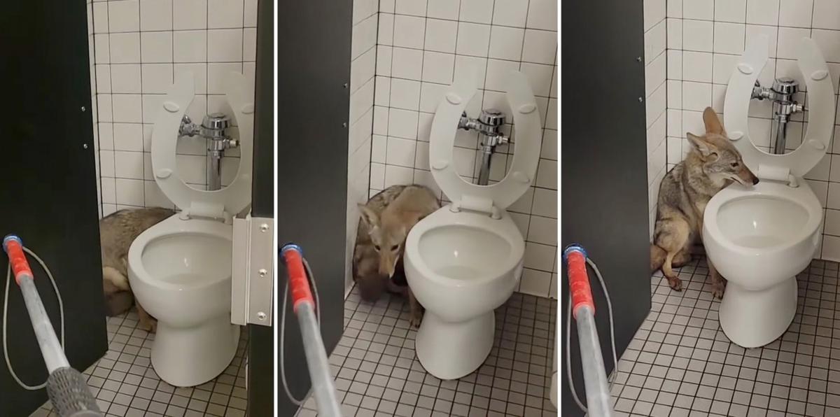 Así rescataron a un coyote escondido en el baño de una escuela en California