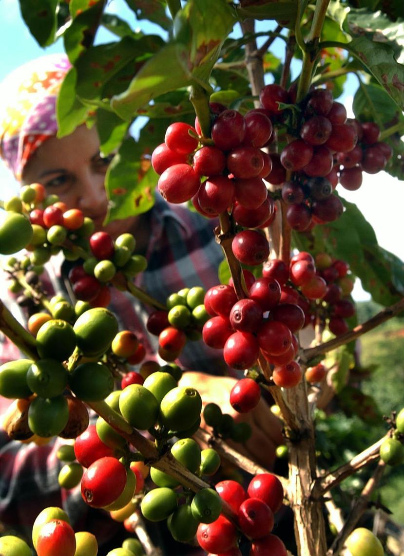 El sector de cosecha de café en la isla es de las que más dependen de los fondos WHIP debido a su estado precario luego del paso del huracán María. No obstante, pocos caficultores han solicitado dichos fondos, según una portavoz del sector. (GFR Media)