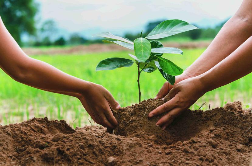Disfruta de un sinfín de beneficios al sembrar un árbol; tarea que puedes realizar solo o en familia. (Shutterstock)