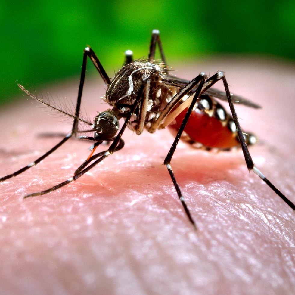 El dengue es transmitido por el mosquito “Aedes aegypti”, el cual se reproduce en cualquier recipiente con agua acumulada.