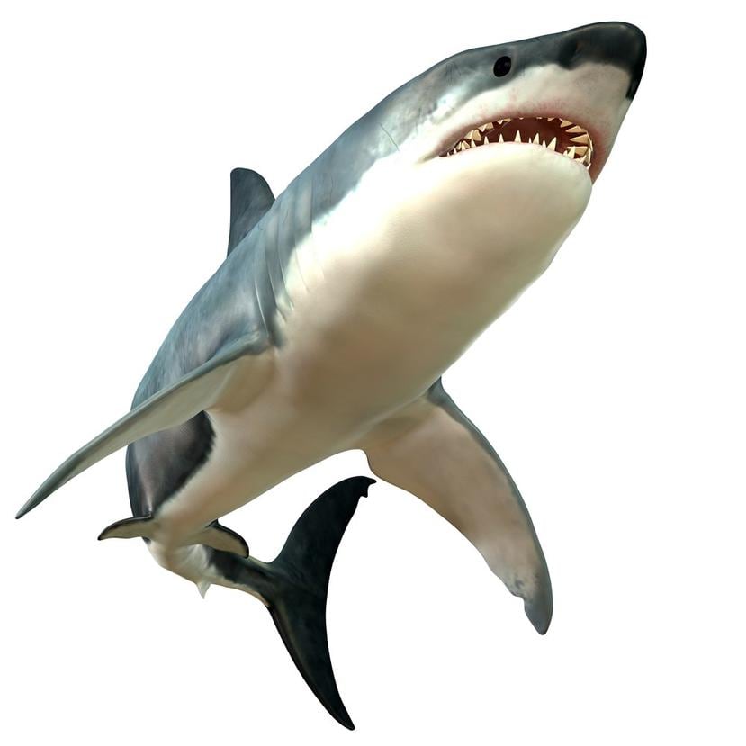 El Gran Tiburón Blanco es el pez depredador más grande del mar y puede crecer a 7 metros y vivir hasta 70 años. (Shutterstock)