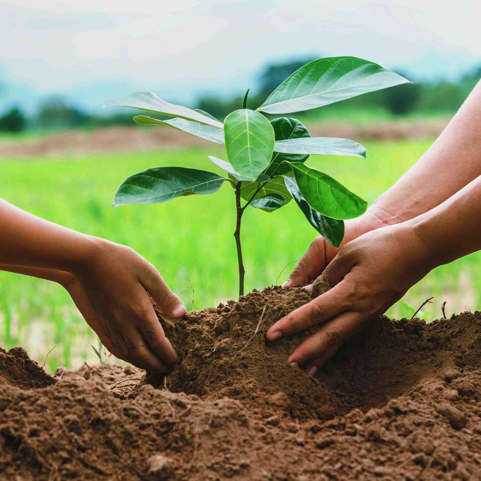 Disfruta de un sinfín de beneficios al sembrar un árbol; tarea que puedes realizar solo o en familia. (Shutterstock)