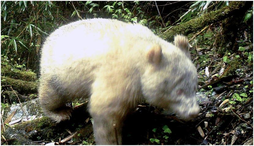 Existen solamente 1,864 ejemplares de esta especie de oso en el mundo. (AP)