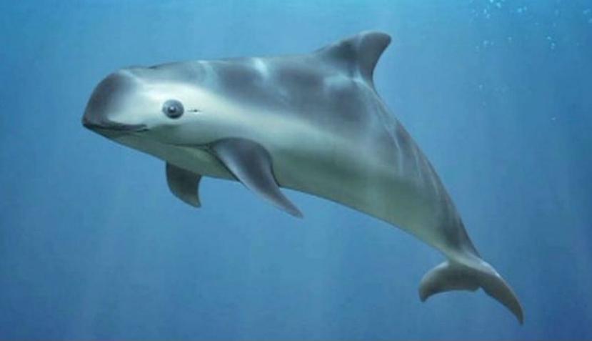 Esta especie es el cetáceo más pequeño del mundo (WWF).