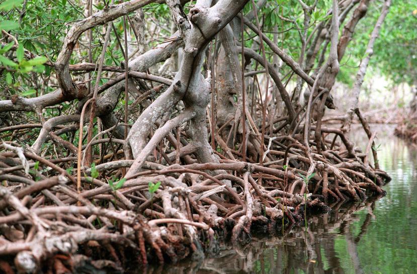 El mangle está ubicado cerca de la urbanización Guanajibo Homes. (GFR Media)