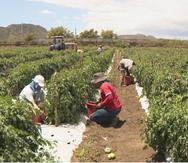 Obreros mexicanos llegan a la Isla para cosechar frutos en finca de Guánica.