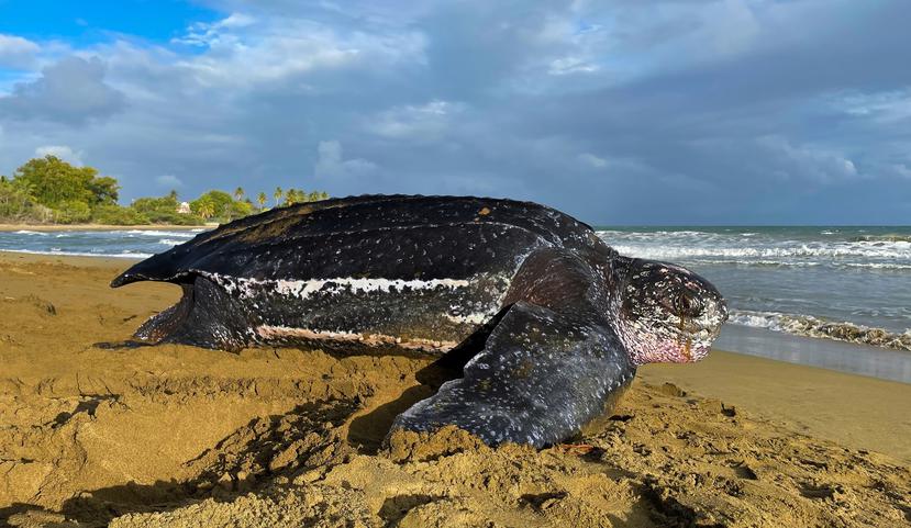 Gracias a la implementación de un sistema de posicionamiento global (GPS) para rastrear a las tortugas, los expertos han podido comprobar que el tinglar es una especie oceánica.