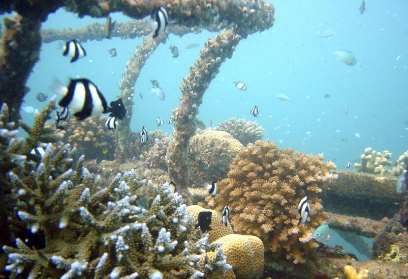 No hay garantías de éxito con los proyectos de arrecifes artificiales. (AP)