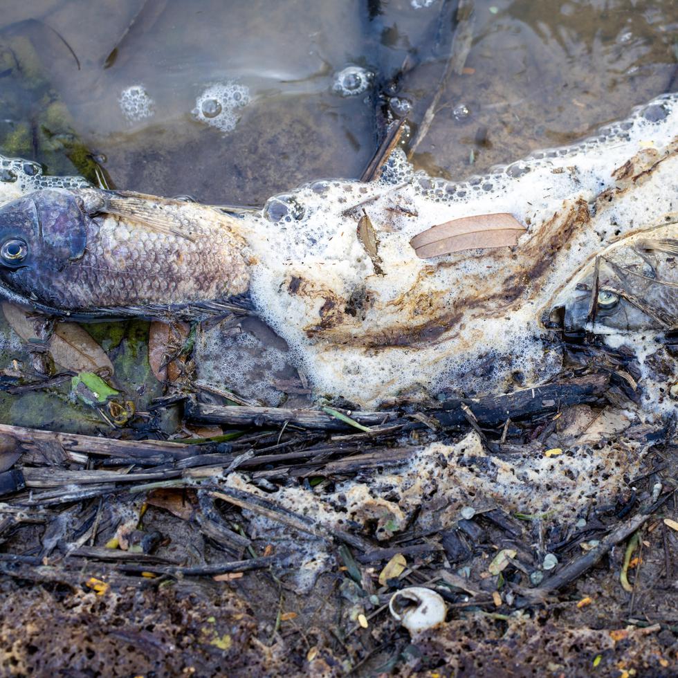 El DRNA investiga, desde octubre de 2022, un evento de presunta contaminación y mortandad de peces y langostinos en el lago de la Hacienda Campo Rico, por el que la gerencia de la finca responsabilizó al vertedero y un aparente manejo inadecuado de lixiviados.