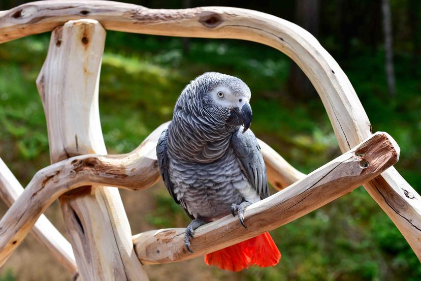 La especie de las aves es African Gray como la de esta foto. (Shutterstock)
