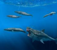 Esta ilustración describe el momento en que un tiburón Otodus megalodon de 52 pies intenta devorar a una ballena balaenoptera de 26 pies durante la era del Plioceno, entre hace 5.4 millones y 2.4 millones de años.
