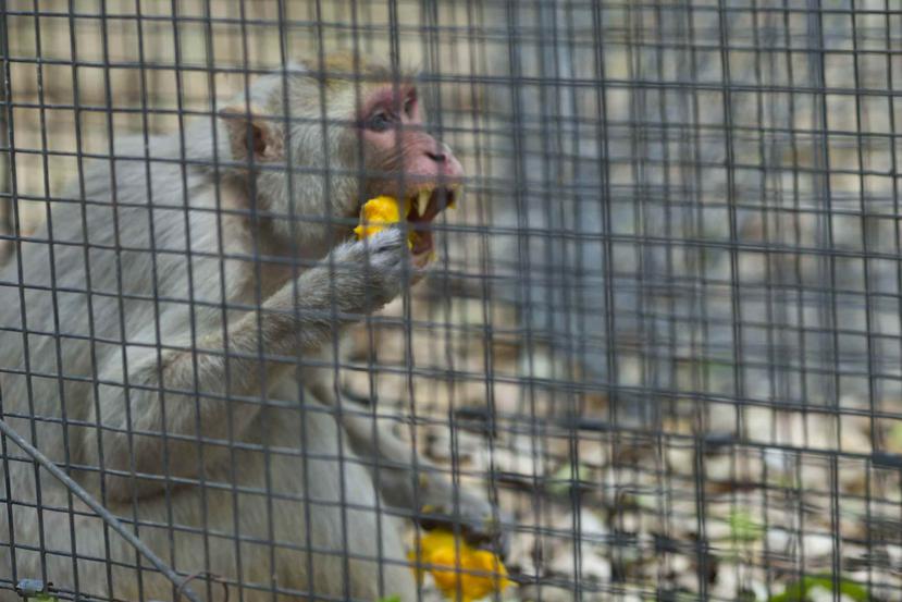 Mono rhesus (Macaca mulatta) capturado recientemente por el DRNA en Cabo Rojo, como parte del Proyecto para el Control de Primates en el Suroeste de Puerto Rico.